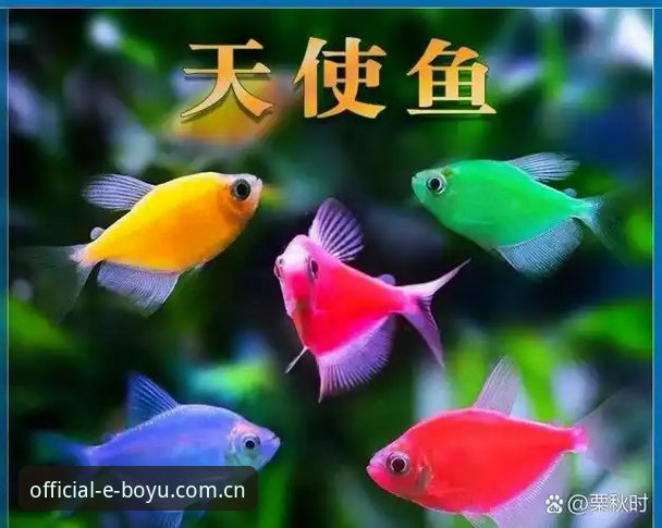 博鱼综合平台2026新版深度评测：从下载到实战，新手必备的完整指南